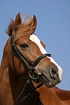 pferdefotos deutsches_reitpony
