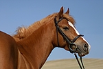 pferdefotos deutsches_reitpony