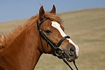 pferdefotos deutsches_reitpony