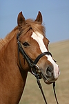 pferdefotos deutsches_reitpony