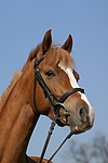 pferdefotos deutsches_reitpony