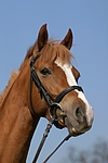 pferdefotos deutsches_reitpony