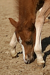pferdefotos deutsches_reitpony