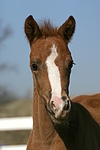 pferdefotos deutsches_reitpony