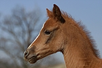 pferdefotos deutsches_reitpony