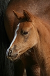 pferdefotos deutsches_reitpony