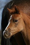 pferdefotos deutsches_reitpony