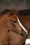 pferdefotos deutsches_reitpony