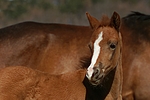 pferdefotos deutsches_reitpony