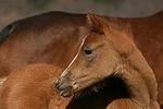 pferdefotos deutsches_reitpony