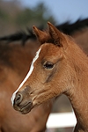 pferdefotos deutsches_reitpony