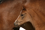 pferdefotos deutsches_reitpony