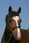 pferdefotos deutsches_reitpony