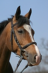 pferdefotos deutsches_reitpony
