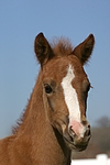 pferdefotos deutsches_reitpony