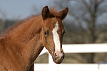 pferdefotos deutsches_reitpony
