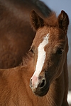 pferdefotos deutsches_reitpony
