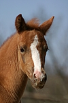 pferdefotos deutsches_reitpony