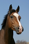 pferdefotos deutsches_reitpony