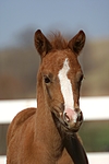 pferdefotos deutsches_reitpony