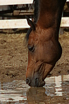 pferdefotos deutsches_reitpony