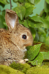 kleintierfotos kaninchen_-_zwergkaninchen