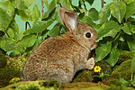 kleintierfotos kaninchen_-_zwergkaninchen