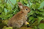 kleintierfotos kaninchen_-_zwergkaninchen