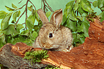 kleintierfotos kaninchen_-_zwergkaninchen