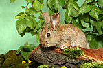 kleintierfotos kaninchen_-_zwergkaninchen