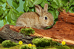 kleintierfotos kaninchen_-_zwergkaninchen