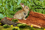 kleintierfotos kaninchen_-_zwergkaninchen