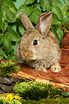 kleintierfotos kaninchen_-_zwergkaninchen