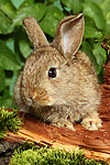 kleintierfotos kaninchen_-_zwergkaninchen