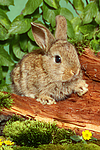 kleintierfotos kaninchen_-_zwergkaninchen