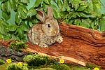 kleintierfotos kaninchen_-_zwergkaninchen