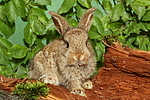 kleintierfotos kaninchen_-_zwergkaninchen