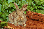 kleintierfotos kaninchen_-_zwergkaninchen