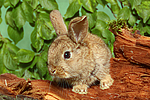 kleintierfotos kaninchen_-_zwergkaninchen