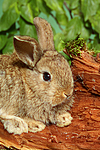 kleintierfotos kaninchen_-_zwergkaninchen