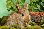 kleintierfotos kaninchen_-_zwergkaninchen
