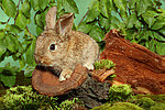 kleintierfotos kaninchen_-_zwergkaninchen