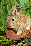 kleintierfotos kaninchen_-_zwergkaninchen