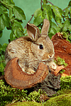 kleintierfotos kaninchen_-_zwergkaninchen