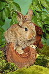 kleintierfotos kaninchen_-_zwergkaninchen