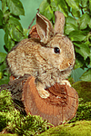 kleintierfotos kaninchen_-_zwergkaninchen