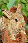 kleintierfotos kaninchen_-_zwergkaninchen