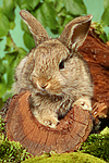 kleintierfotos kaninchen_-_zwergkaninchen