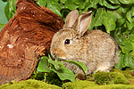kleintierfotos kaninchen_-_zwergkaninchen