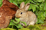 kleintierfotos kaninchen_-_zwergkaninchen